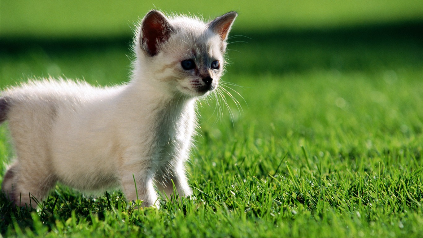 1920 Cat Foto Tapety (2) #13 - 1366x768