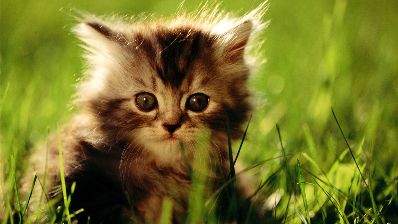 1920 Cat Photo Wallpaper (2) #14 - 1366x768