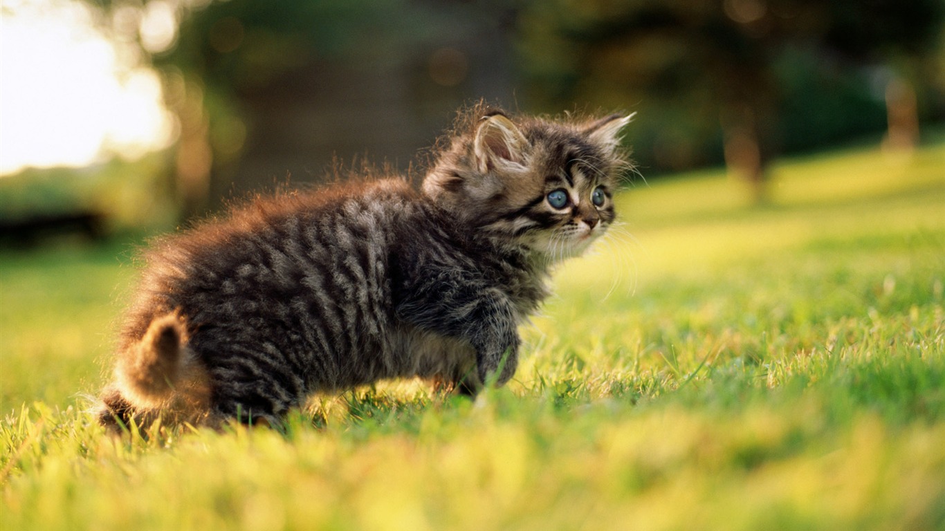 1920 Cat Foto Tapety (2) #16 - 1366x768