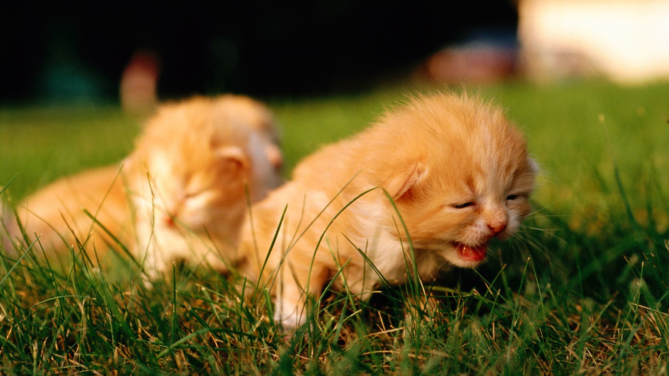 1920 Cat Foto Tapety (2) #17 - 1366x768