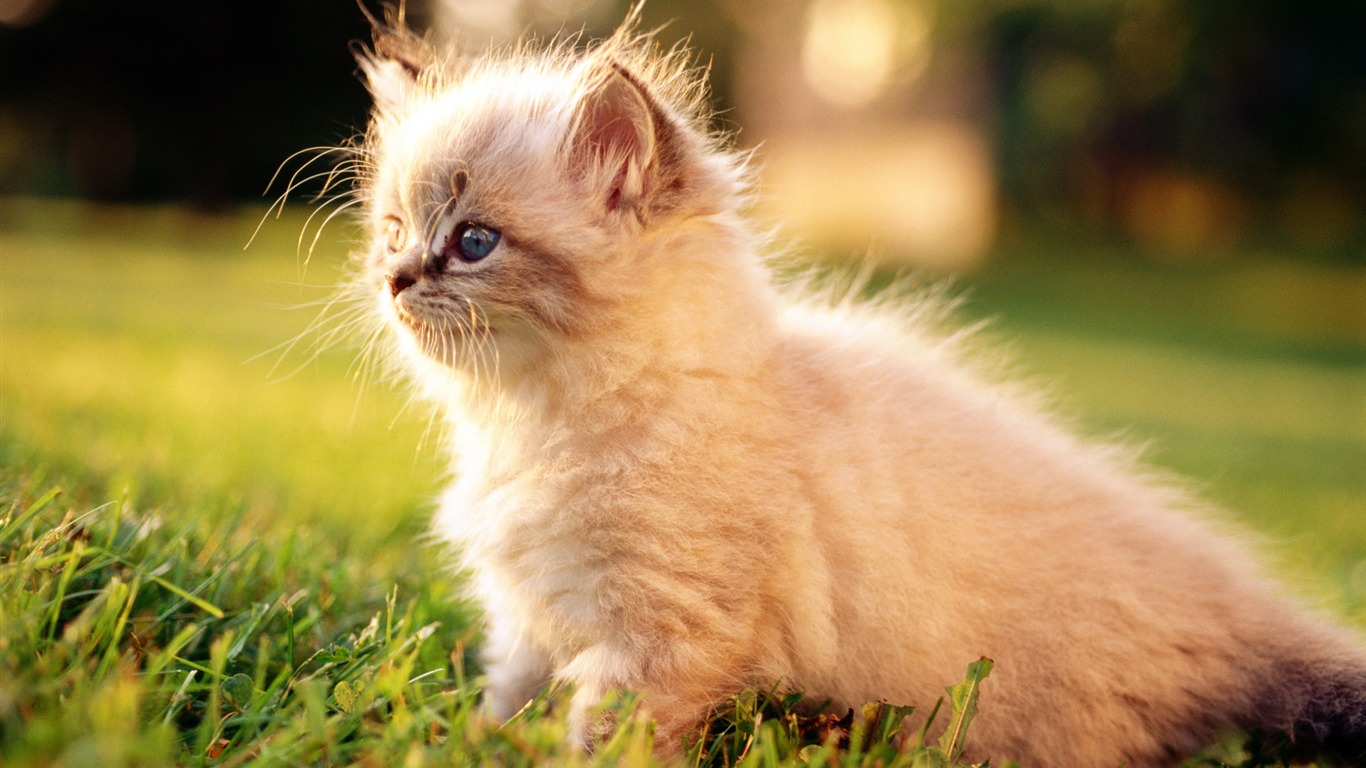 1920 Cat Foto Tapety (2) #19 - 1366x768