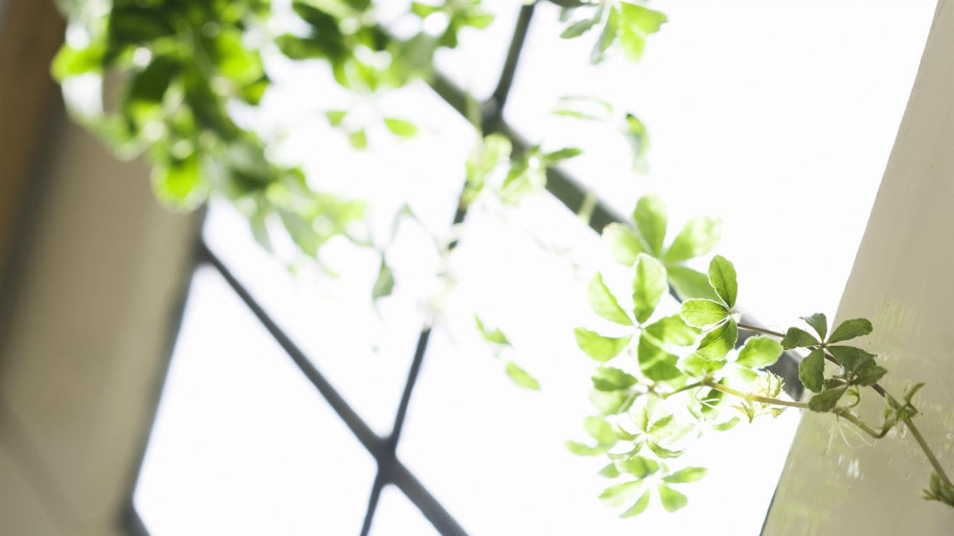 Indoor floral wallpaper (4) #6 - 1366x768