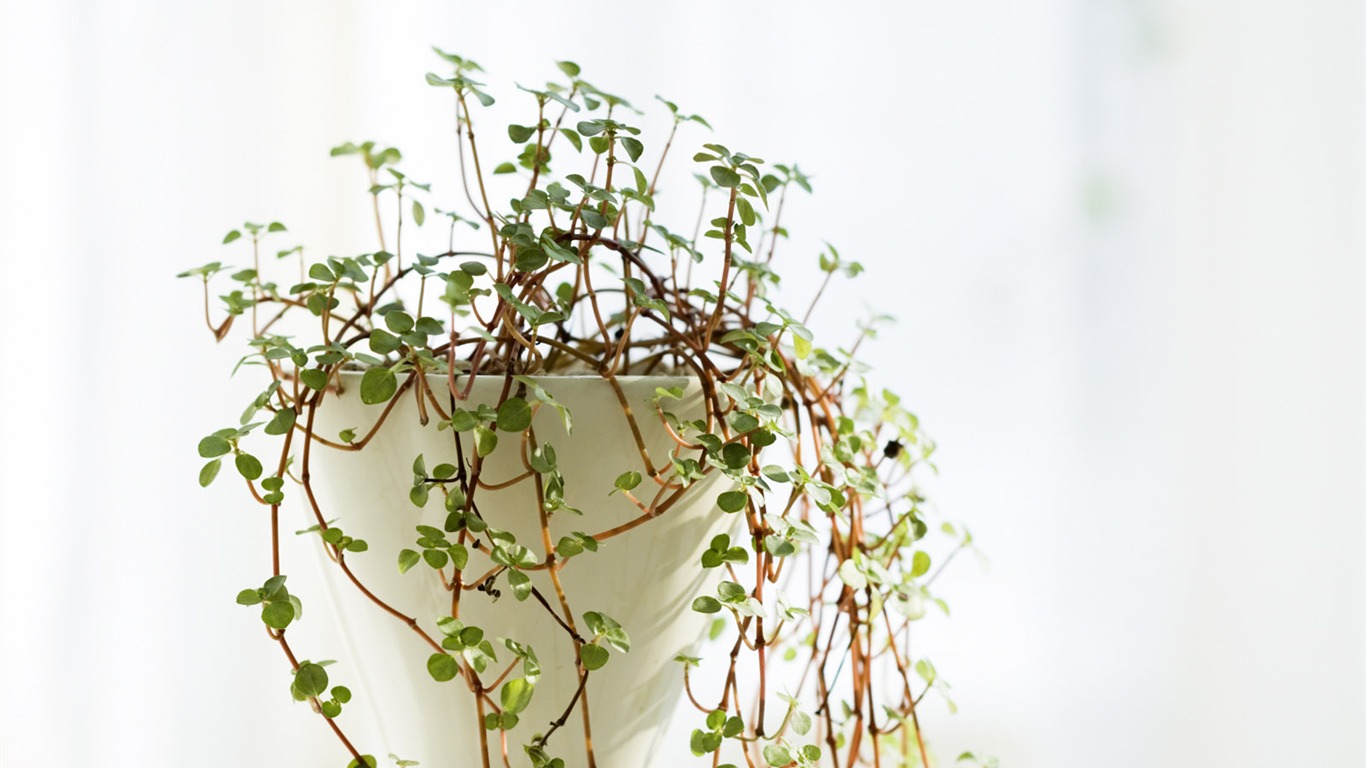 Indoor floral wallpaper (4) #10 - 1366x768