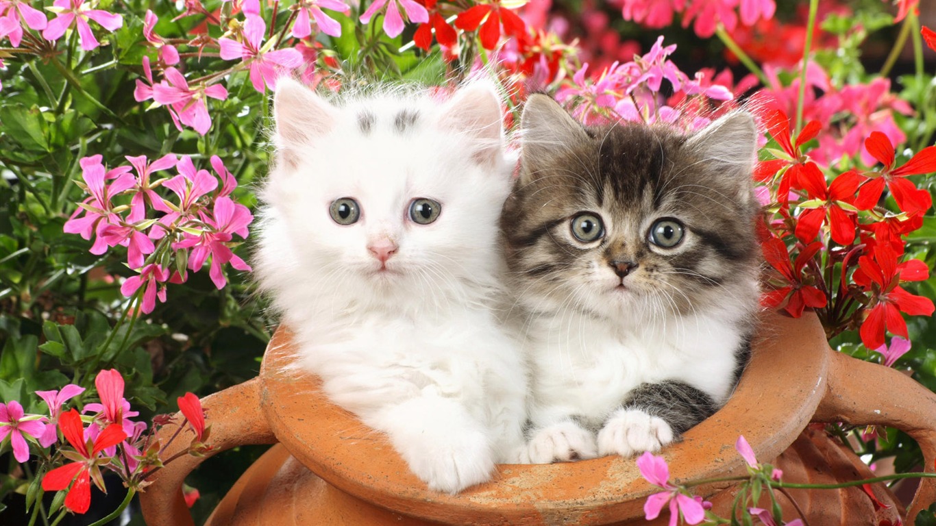 1920 Cat Photo Wallpaper (3) #1 - 1366x768