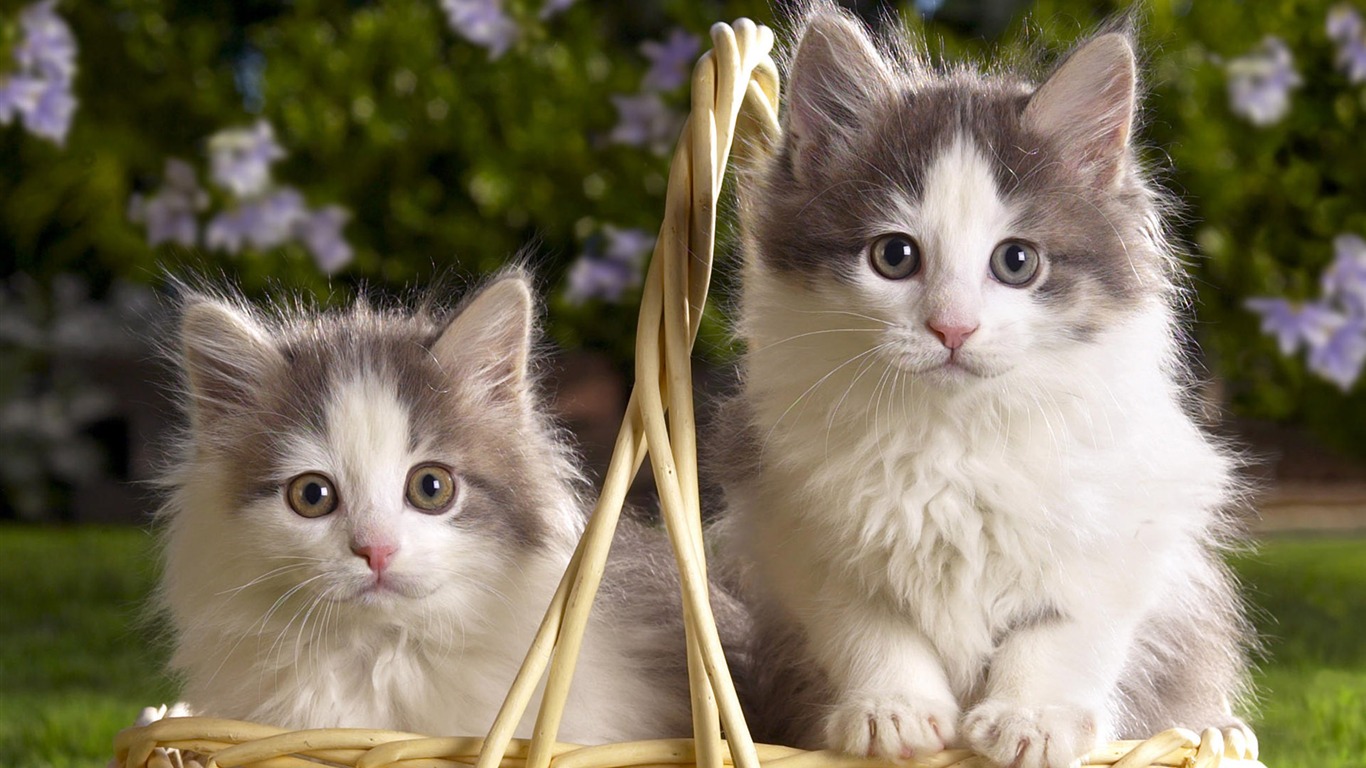 1920 Cat Photo Wallpaper (3) #5 - 1366x768