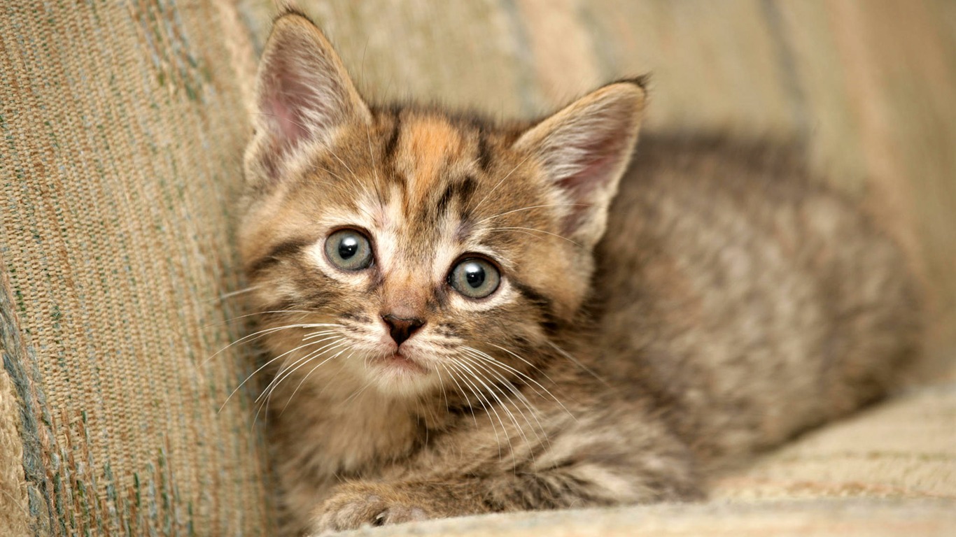 1920 Cat Photo Wallpaper (3) #7 - 1366x768
