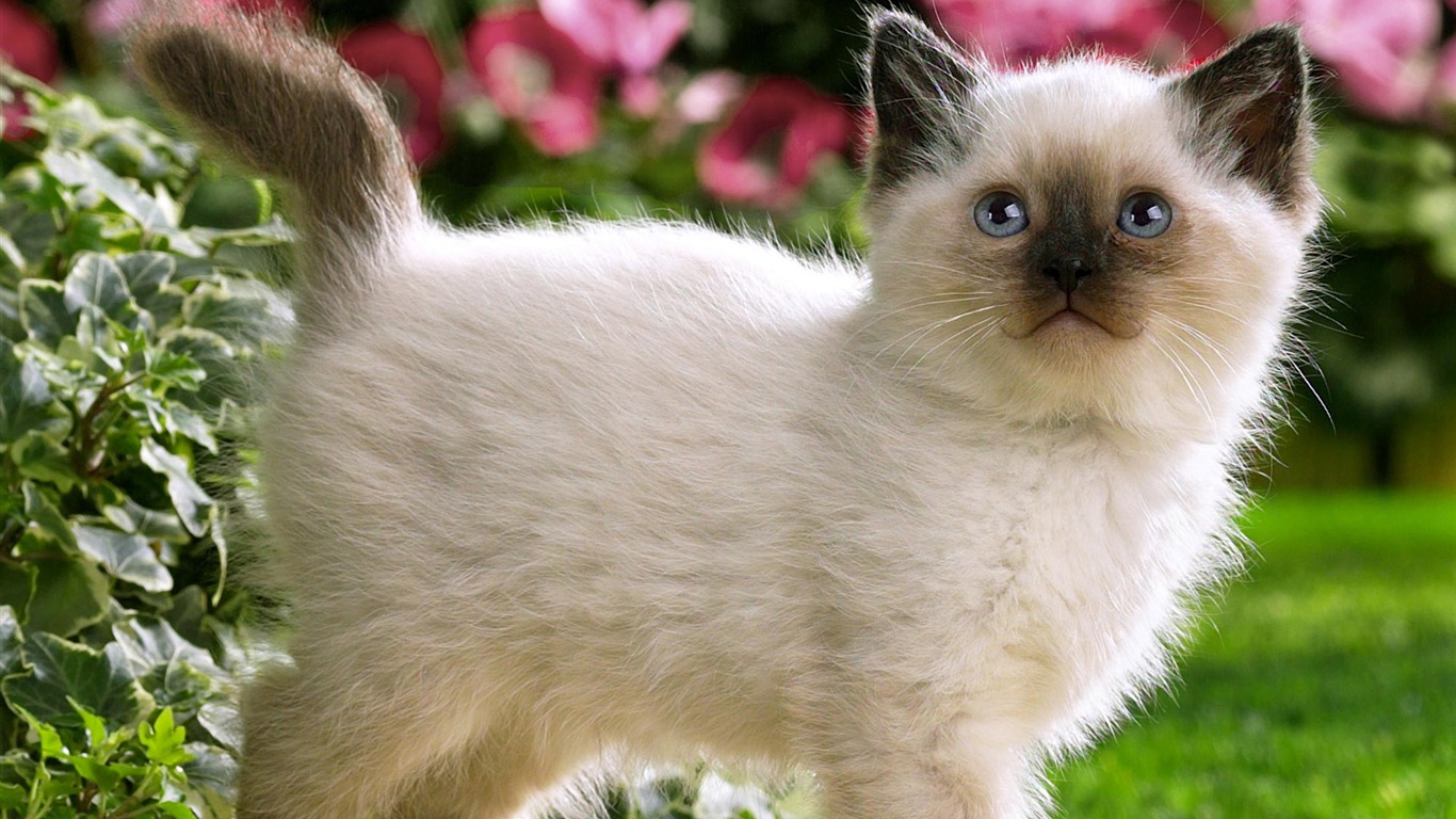 1920 Cat Foto Tapety (3) #8 - 1366x768