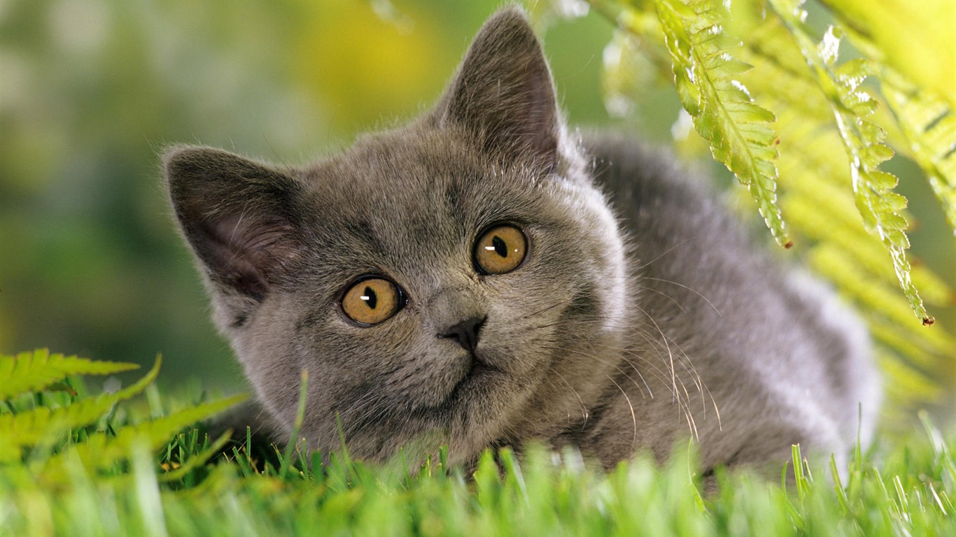 1920 Cat Foto Tapety (3) #11 - 1366x768