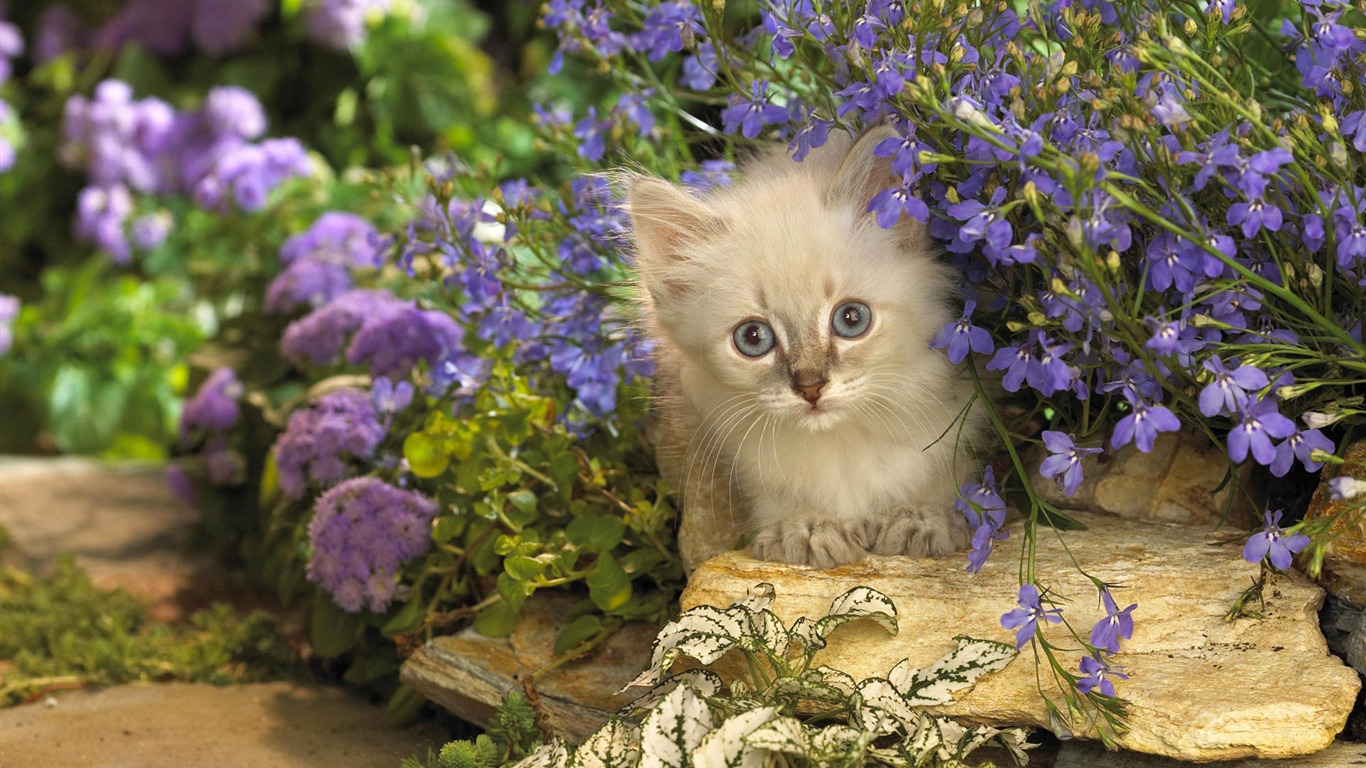 1920 Cat Photo Wallpaper (3) #12 - 1366x768