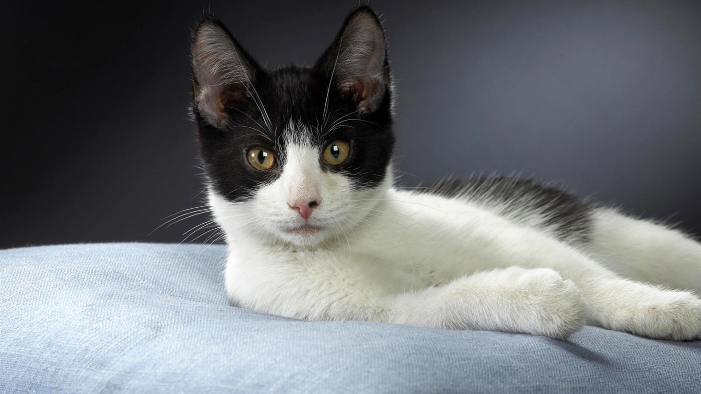 1920 Cat Foto Tapety (3) #13 - 1366x768