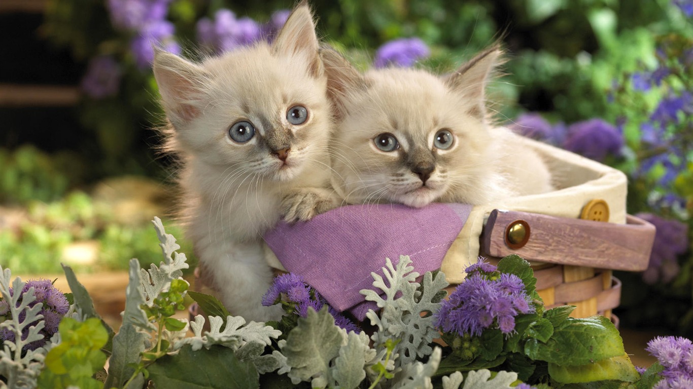 1920 Cat Photo Wallpaper (3) #14 - 1366x768