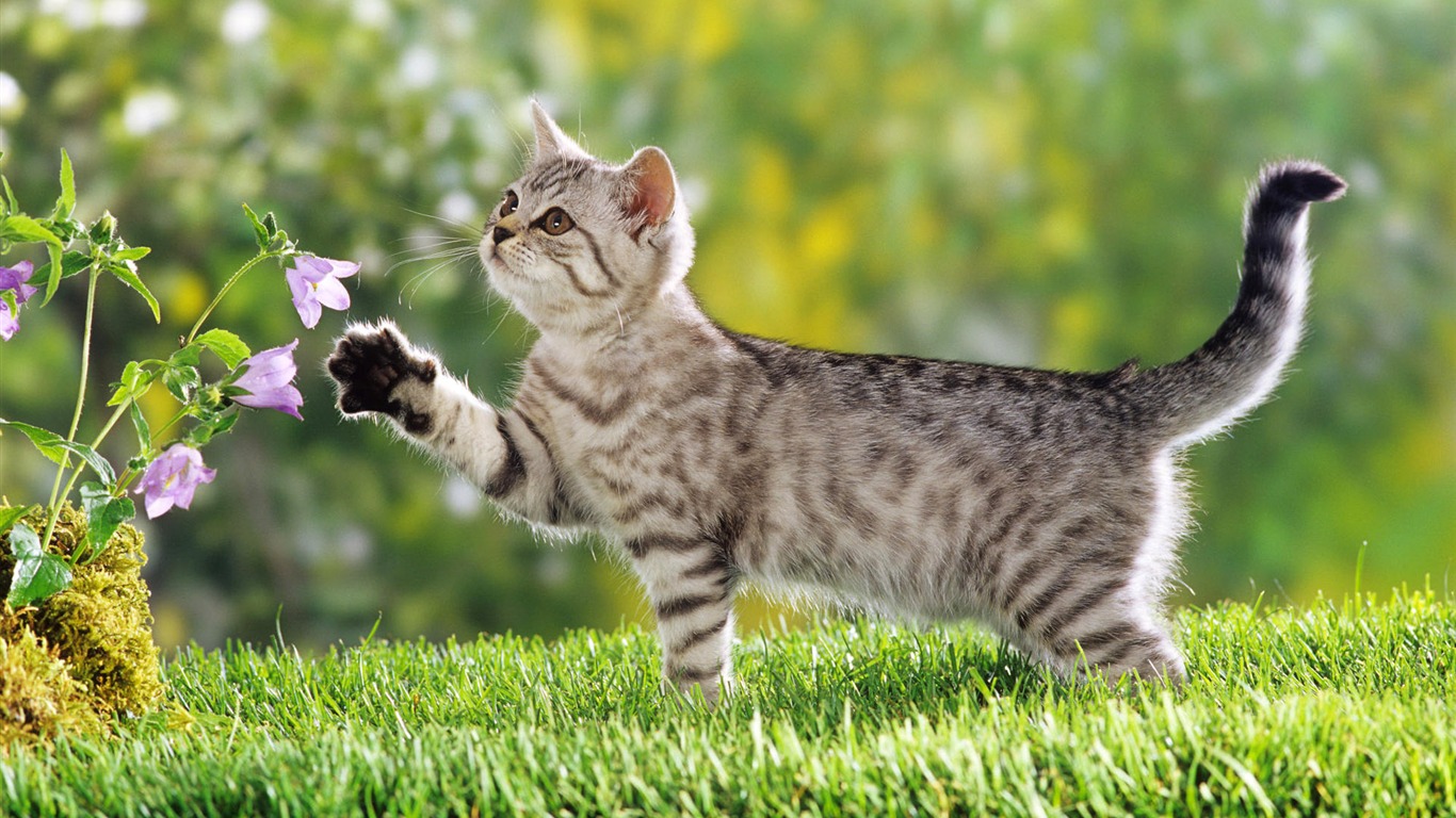 1920 Cat Foto Tapety (3) #17 - 1366x768