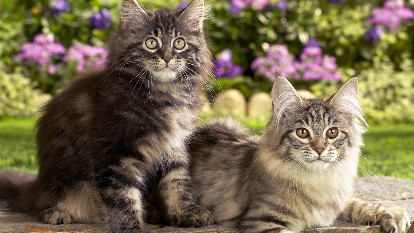 1920 Cat Foto Tapety (4) #2 - 1366x768