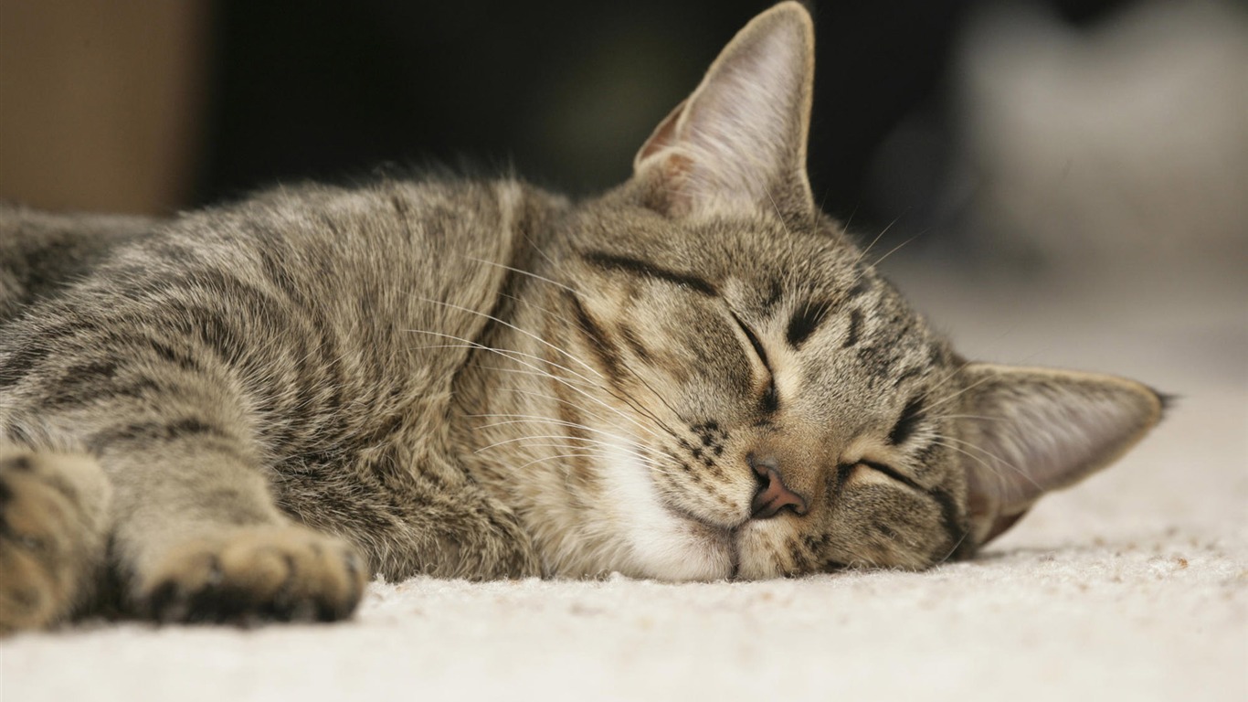 1920 Cat Foto Tapety (4) #4 - 1366x768