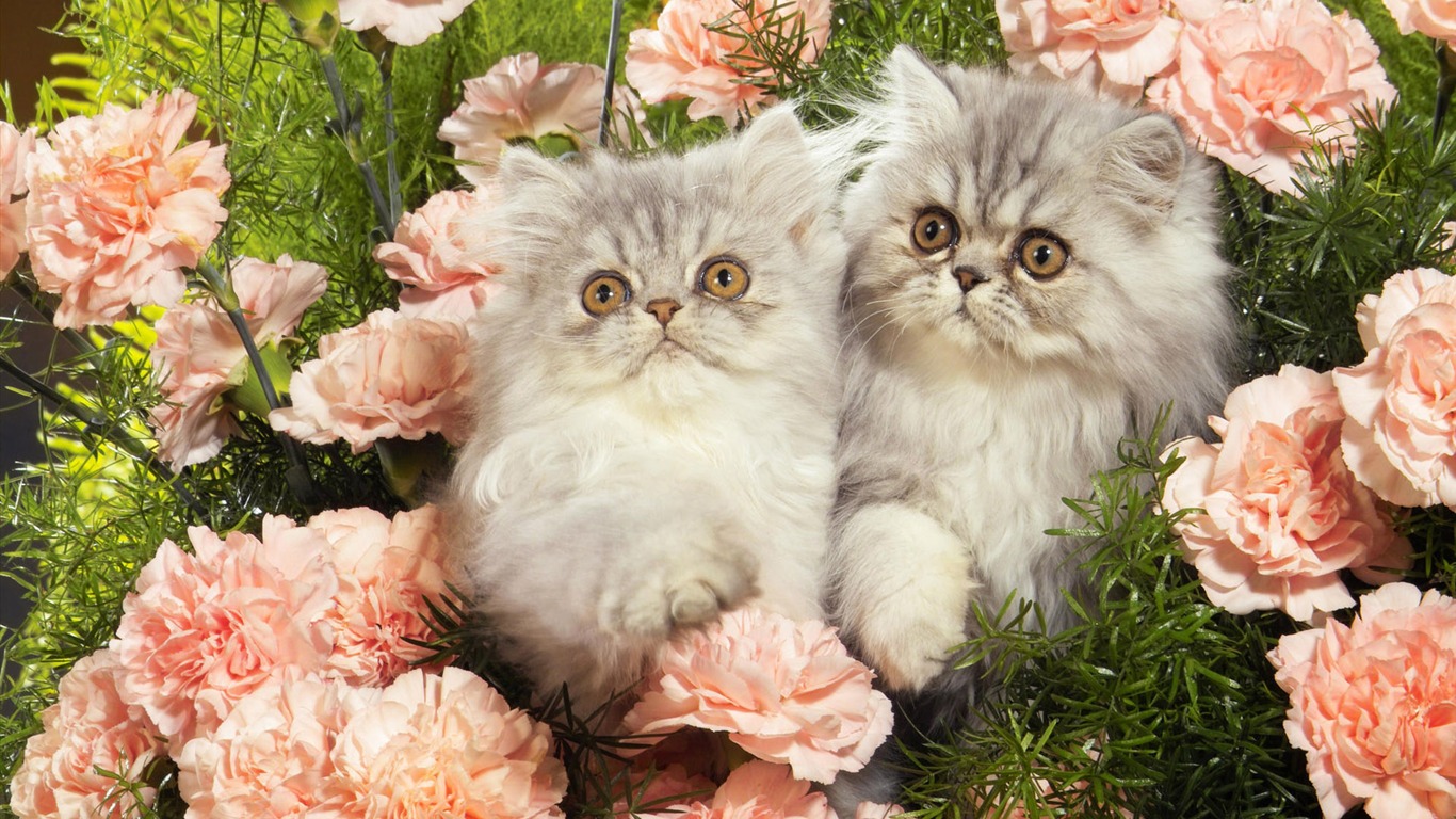 1920 Cat Foto Tapety (4) #5 - 1366x768