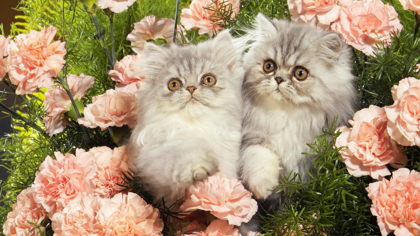 1920 Cat Photo Wallpaper (4) #5 - 1366x768