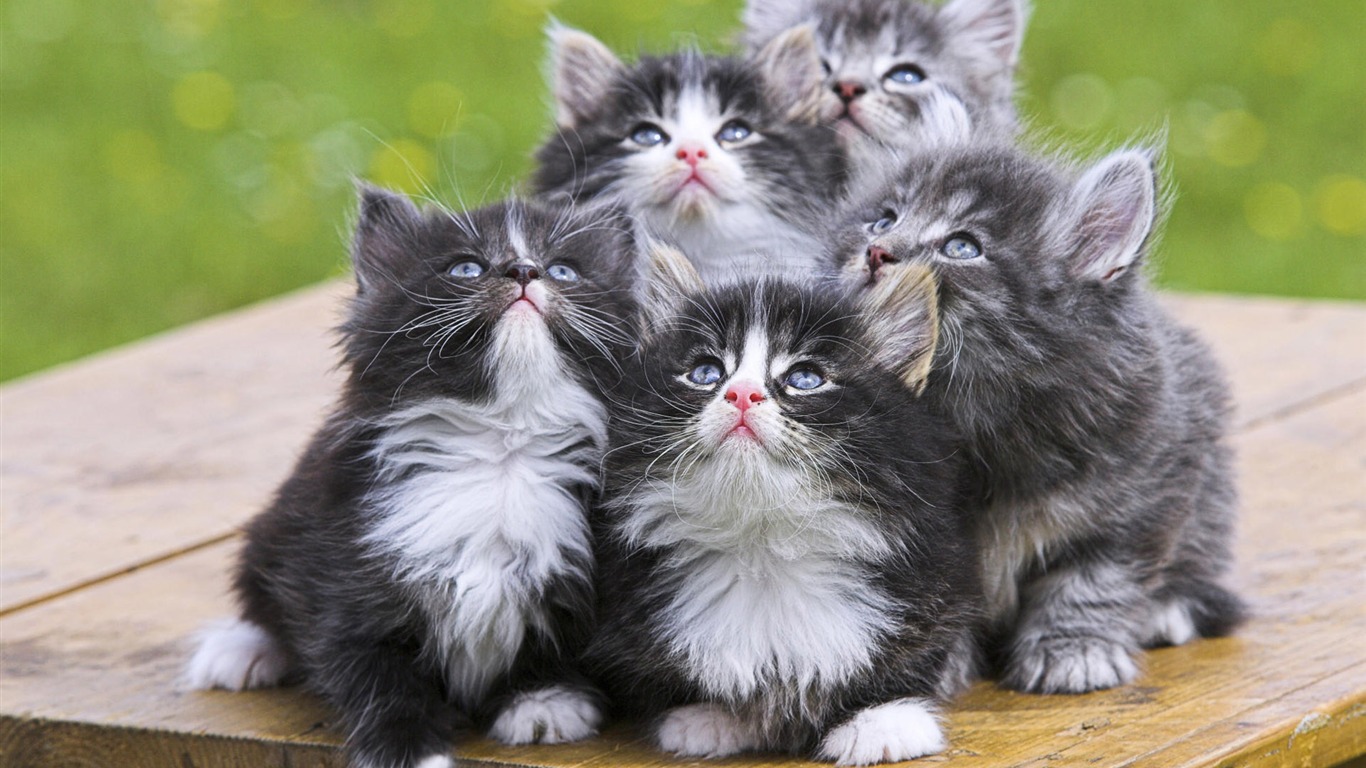 1920 Cat Foto Tapety (4) #7 - 1366x768