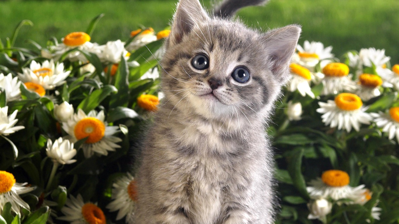 1920 Cat Photo Wallpaper (4) #13 - 1366x768