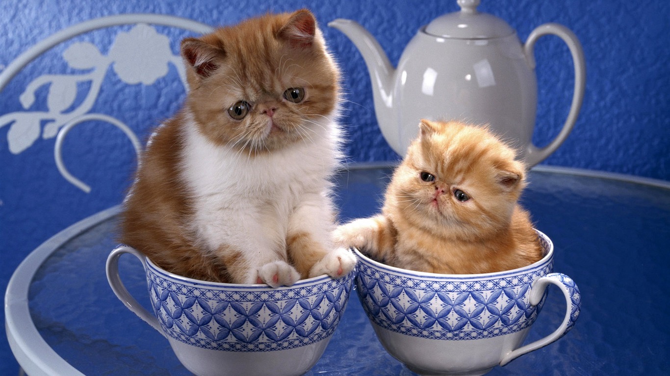 1920 Cat Photo Wallpaper (4) #15 - 1366x768