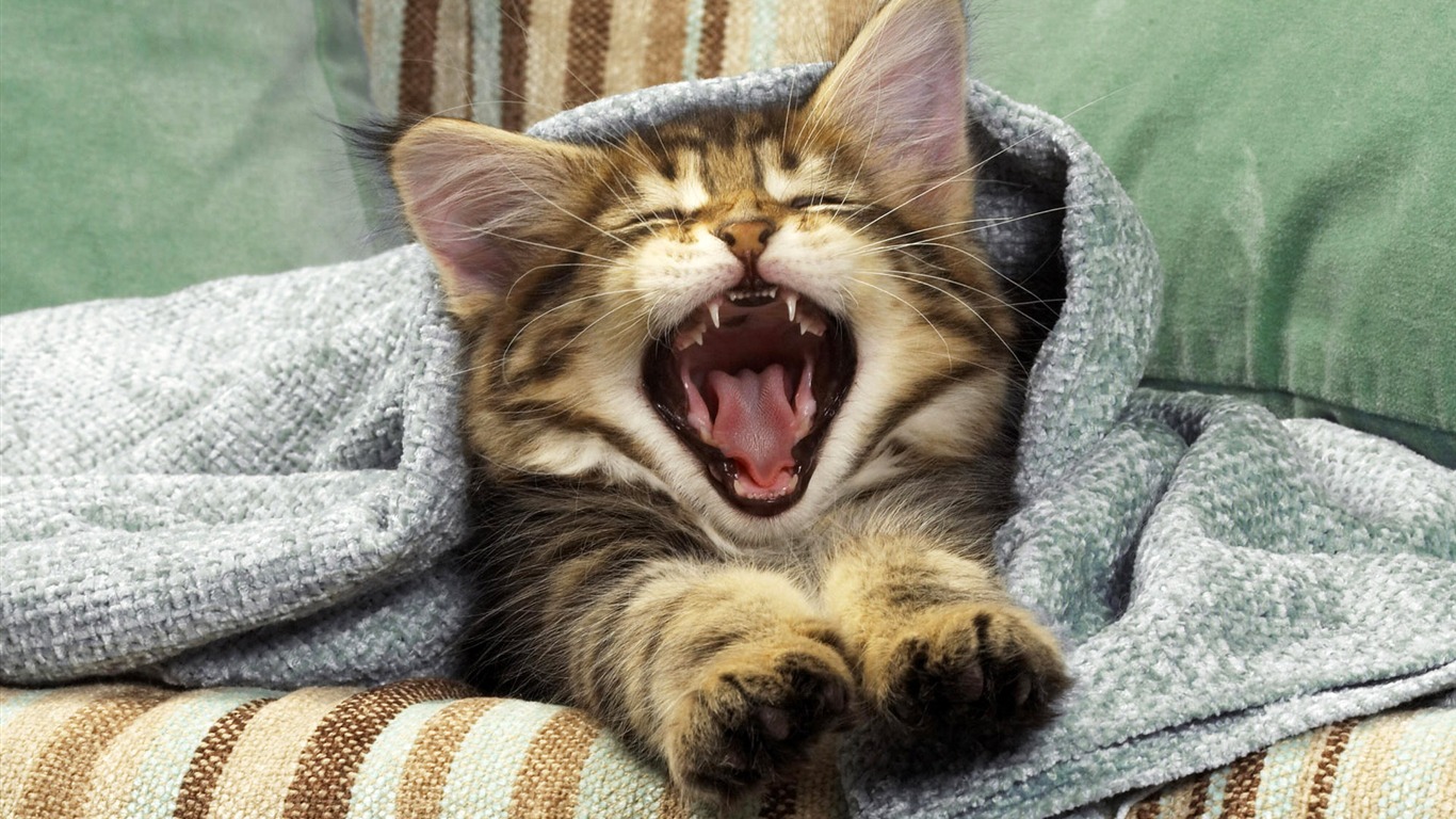 1920 Cat Foto Tapety (4) #18 - 1366x768