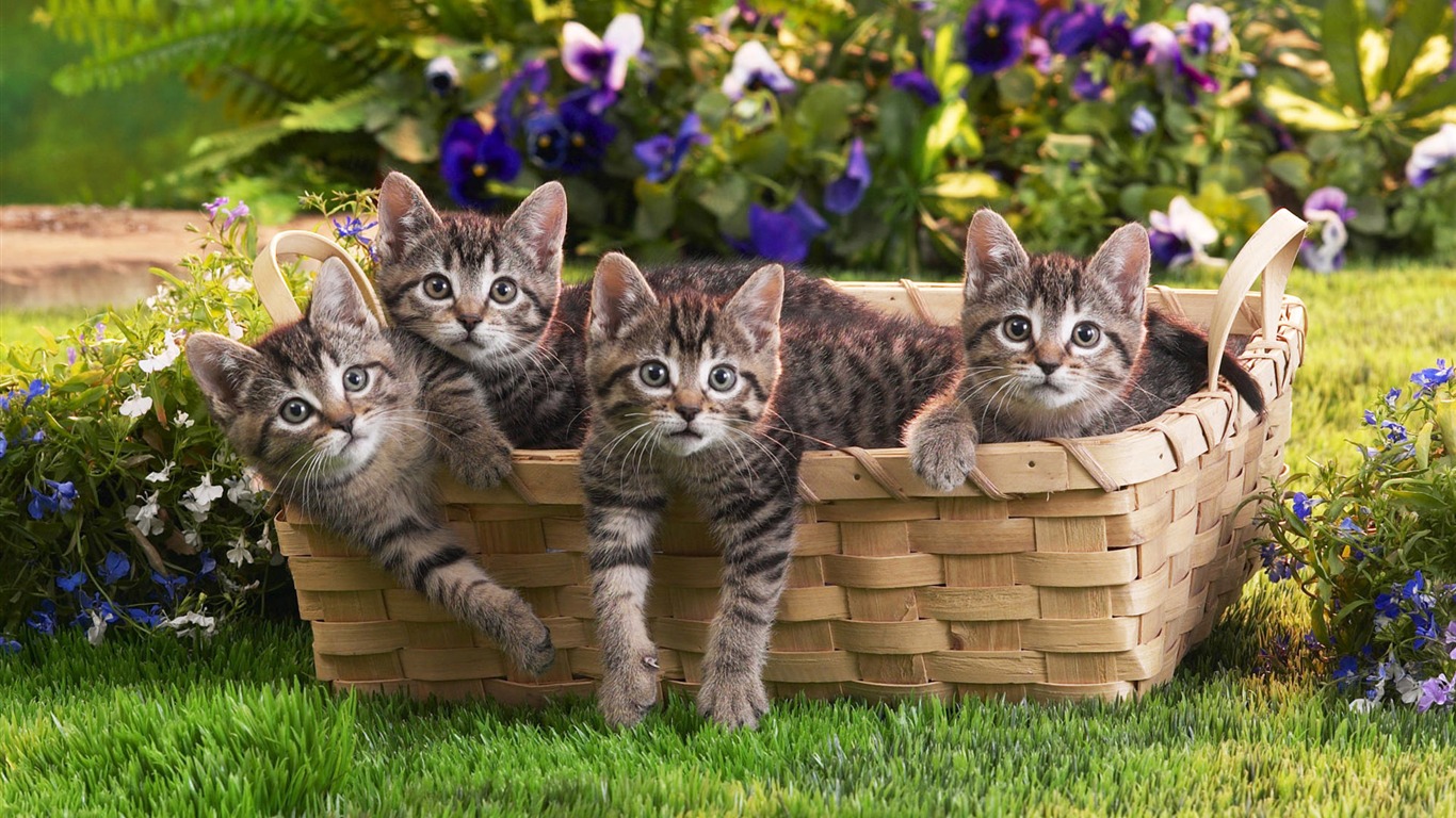 1920 Cat Photo Wallpaper (4) #19 - 1366x768