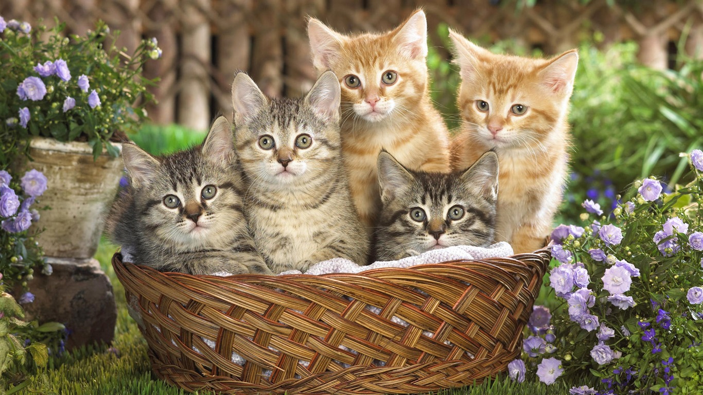 1920 Cat Photo Wallpaper (4) #20 - 1366x768