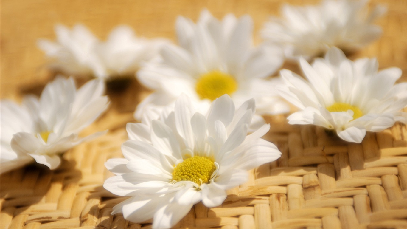 fleurs fond d'écran Widescreen close-up (6) #8 - 1366x768