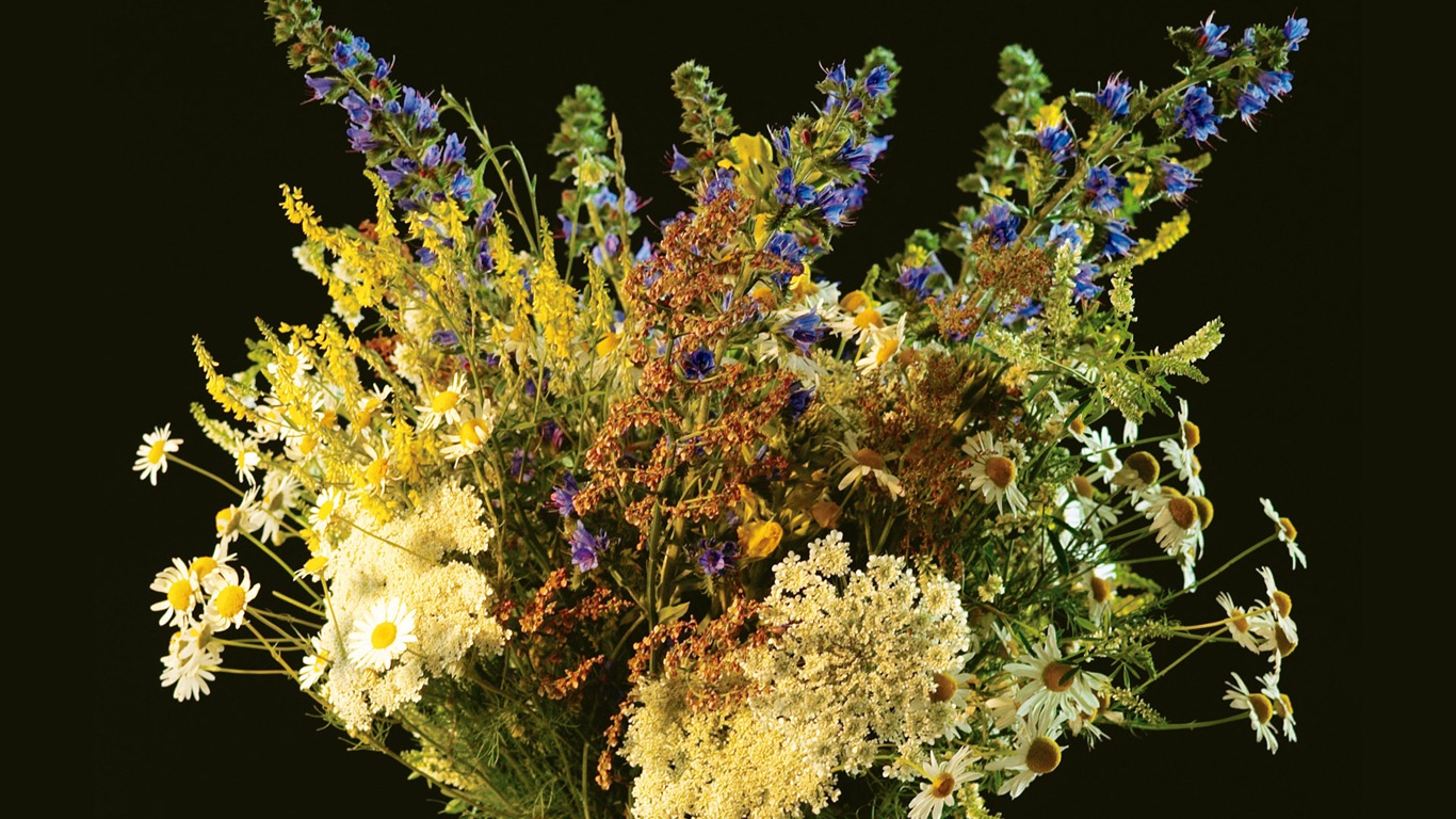 fleurs fond d'écran Widescreen close-up (6) #18 - 1366x768