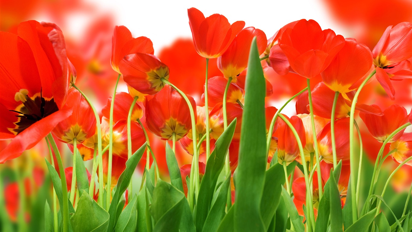 Large tulip wallpaper (3) #1 - 1366x768