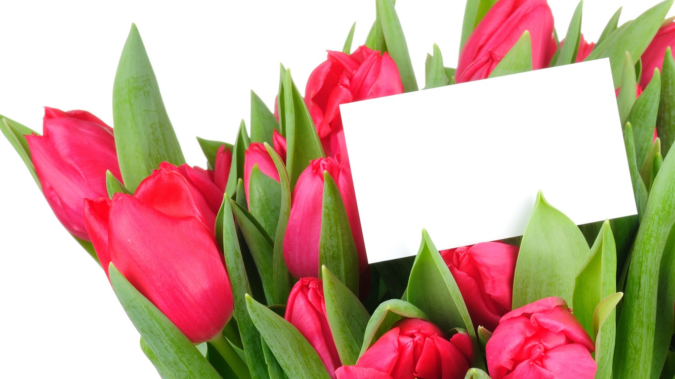 Large tulip wallpaper (3) #3 - 1366x768