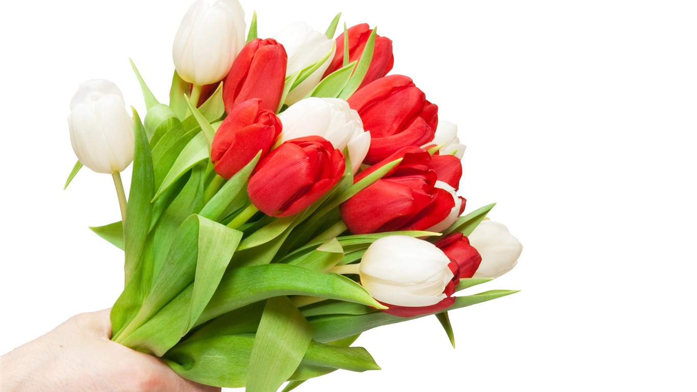 Large tulip wallpaper (3) #5 - 1366x768