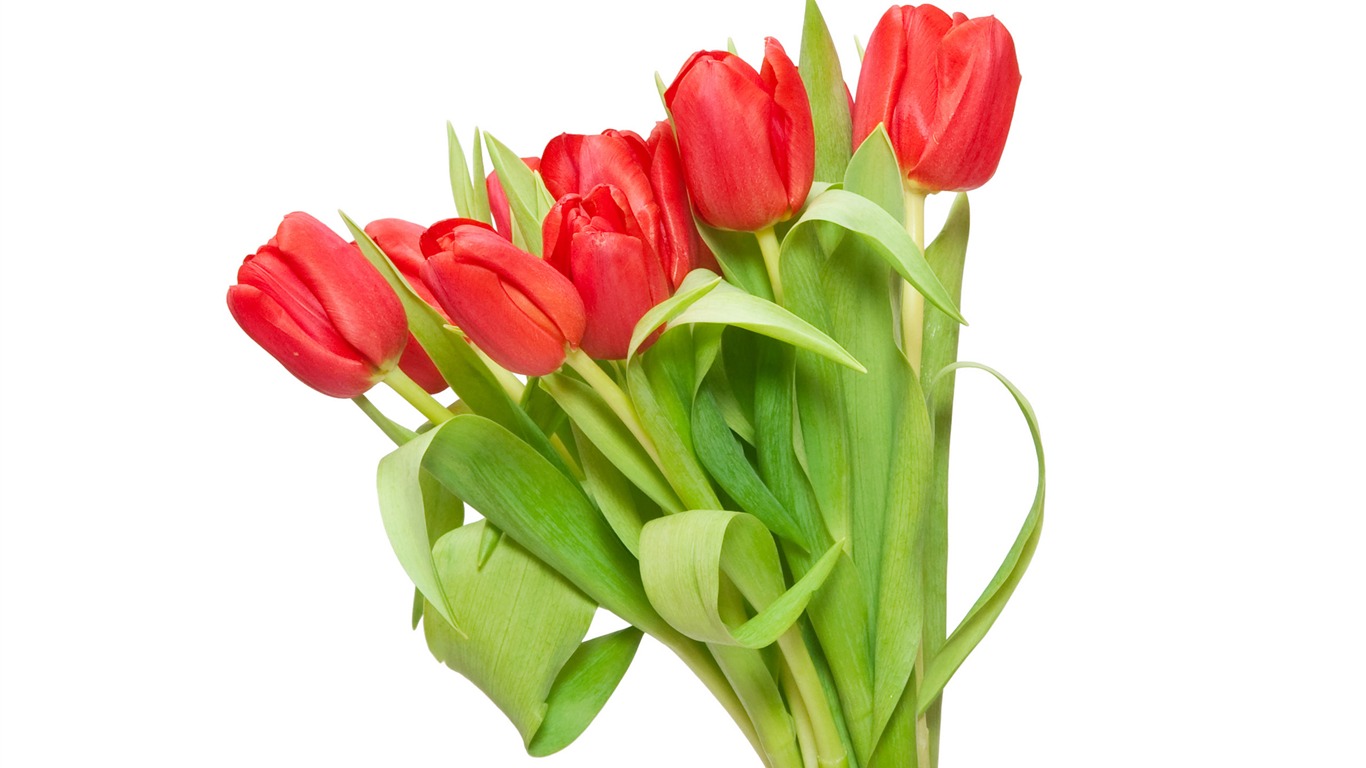 Large tulip wallpaper (3) #6 - 1366x768