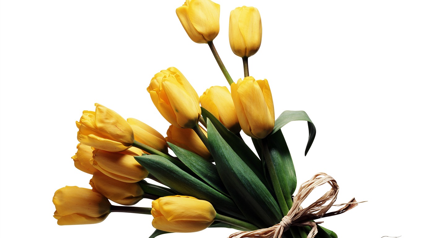 Large tulip wallpaper (3) #10 - 1366x768