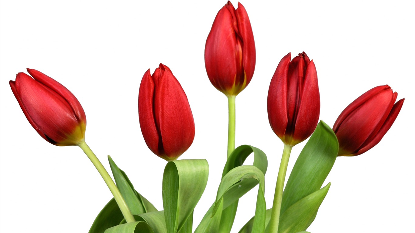 Large tulip wallpaper (3) #11 - 1366x768