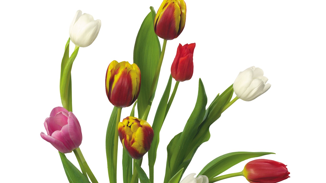 Large tulip wallpaper (3) #12 - 1366x768