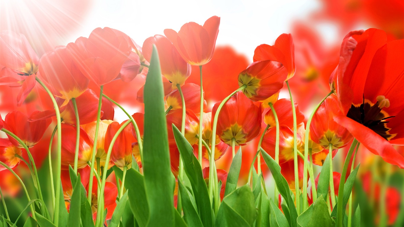 Large tulip wallpaper (3) #13 - 1366x768