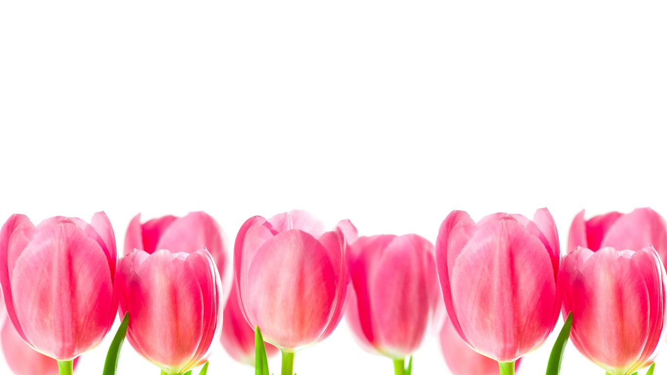 Large tulip wallpaper (3) #14 - 1366x768