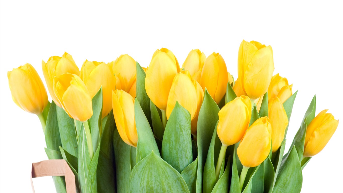 Velký tulipán tapetu (3) #17 - 1366x768