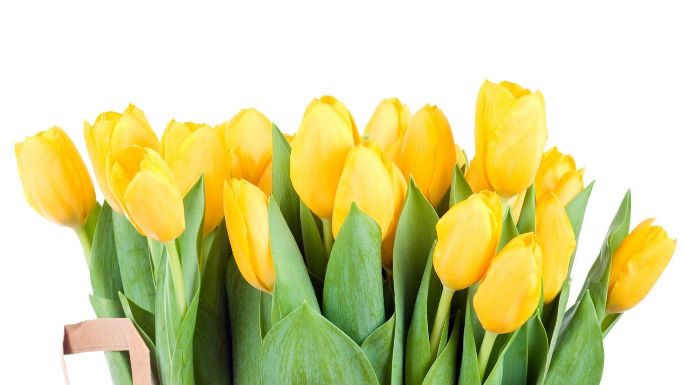 Large tulip wallpaper (3) #17 - 1366x768