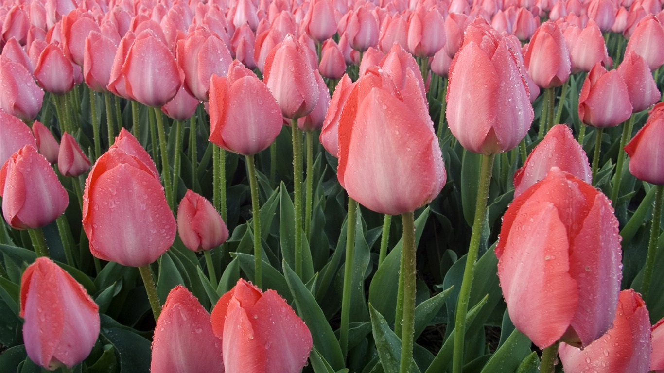 Large tulip wallpaper (3) #19 - 1366x768