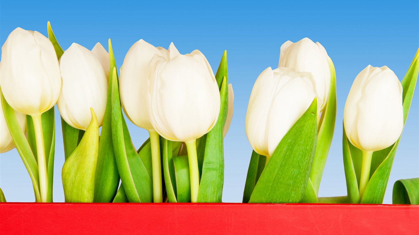 Large tulip wallpaper (3) #20 - 1366x768