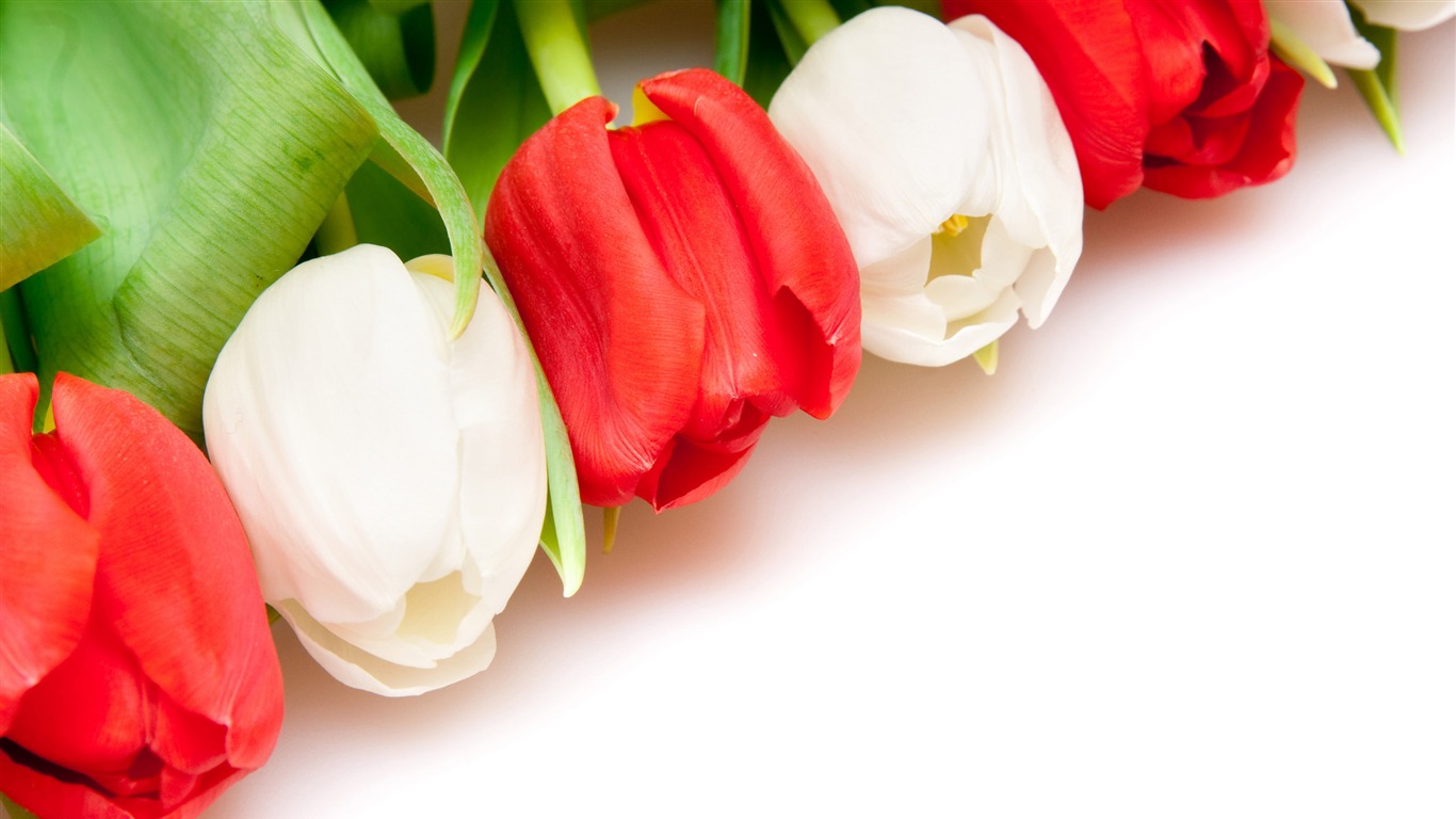 Velký tulipán tapetu (4) #1 - 1366x768