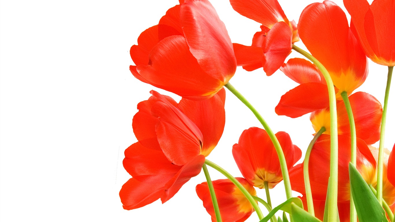 Large tulip wallpaper (4) #2 - 1366x768