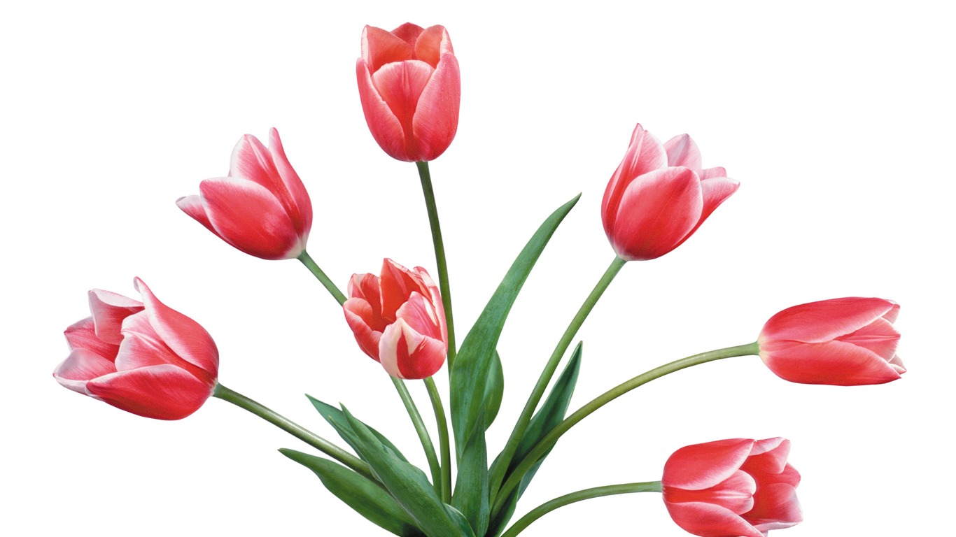 Large tulip wallpaper (4) #3 - 1366x768