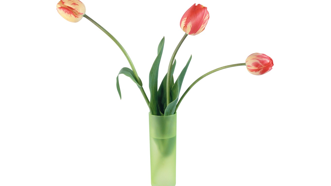 Large tulip wallpaper (4) #6 - 1366x768