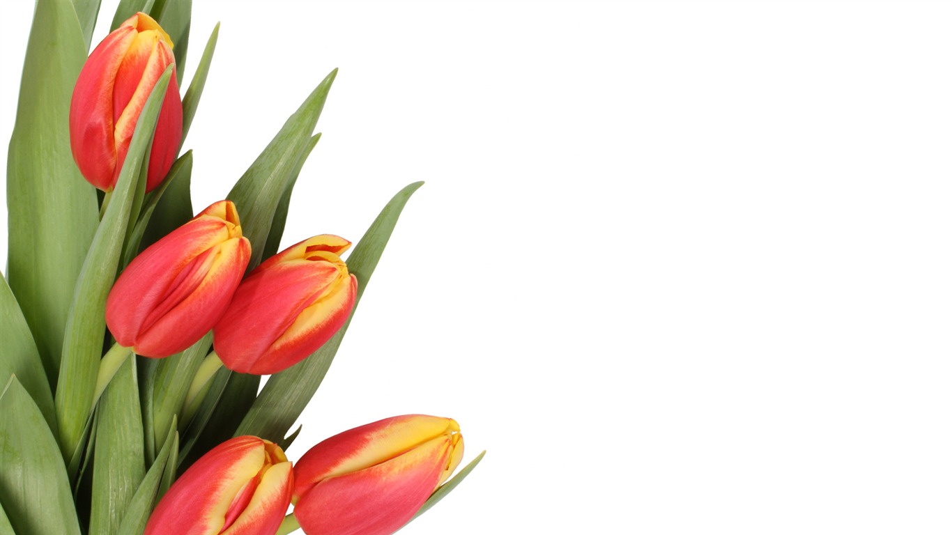 Large tulip wallpaper (4) #7 - 1366x768