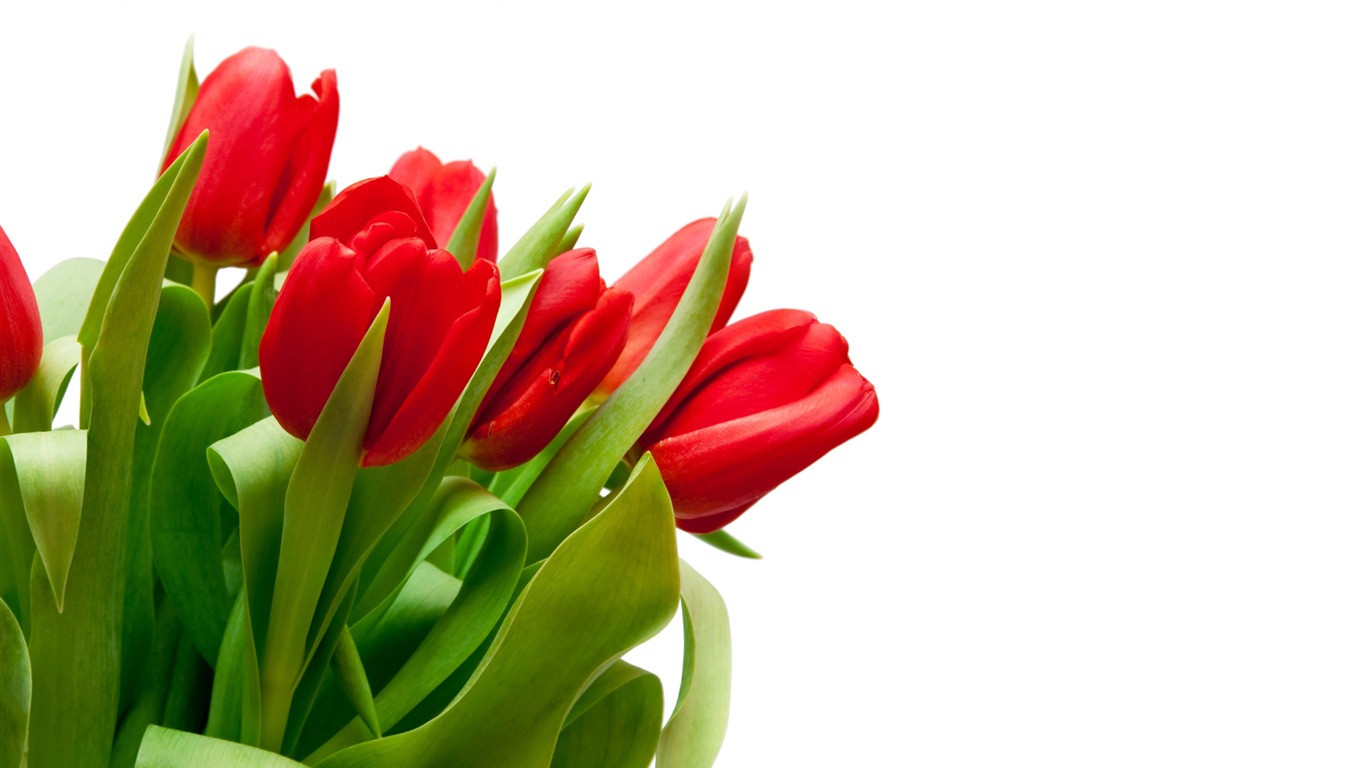 Large tulip wallpaper (4) #8 - 1366x768