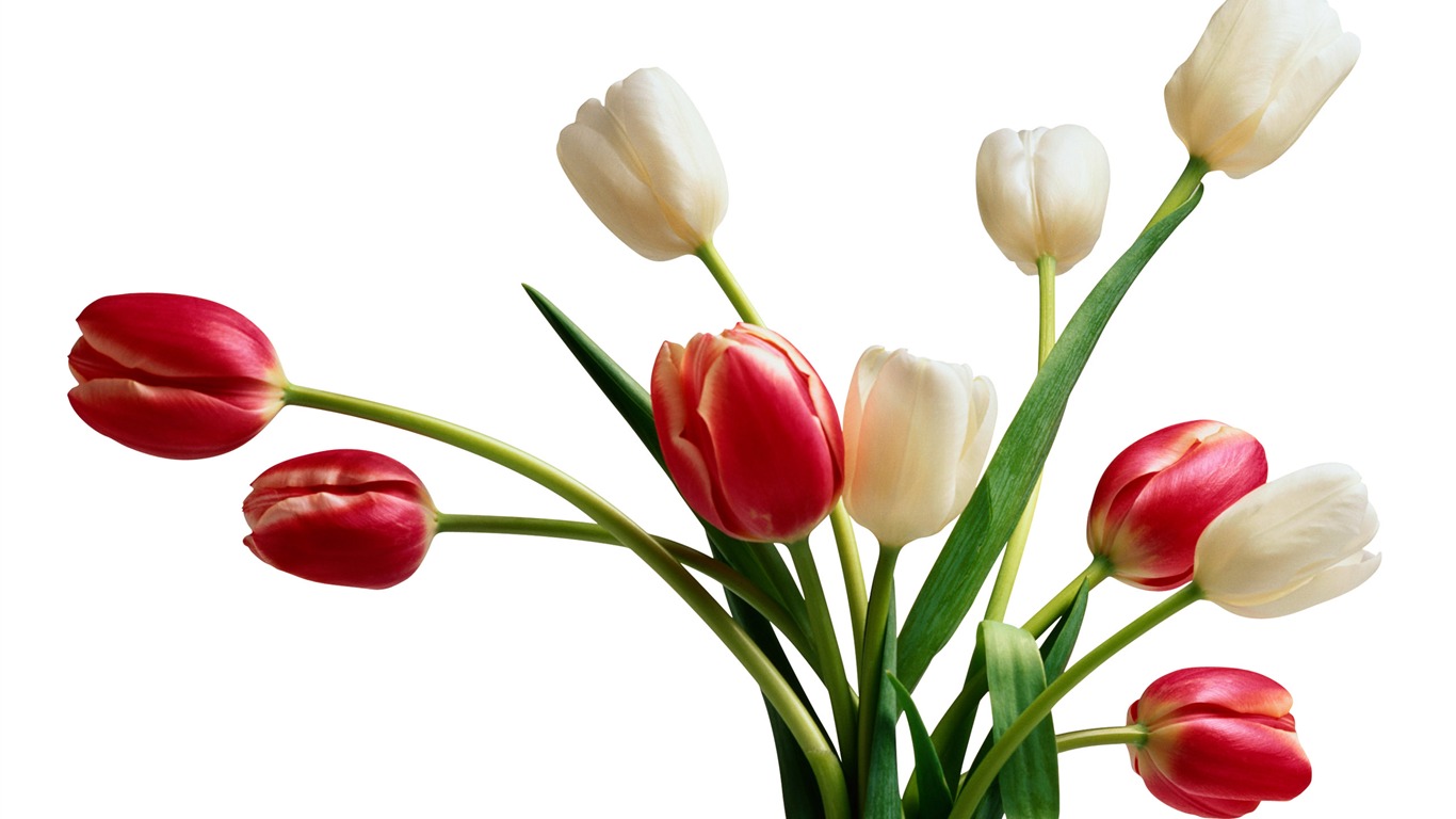 Large tulip wallpaper (4) #9 - 1366x768