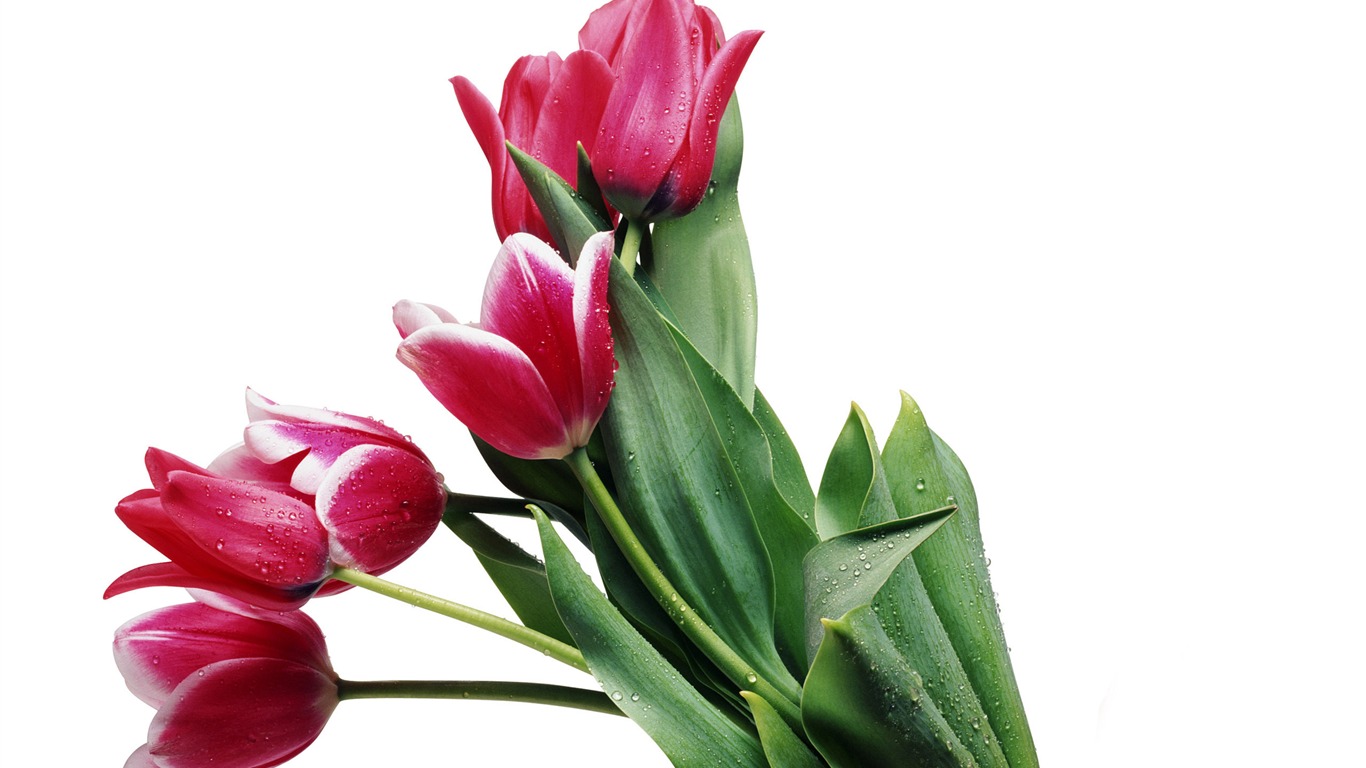 Large tulip wallpaper (4) #10 - 1366x768