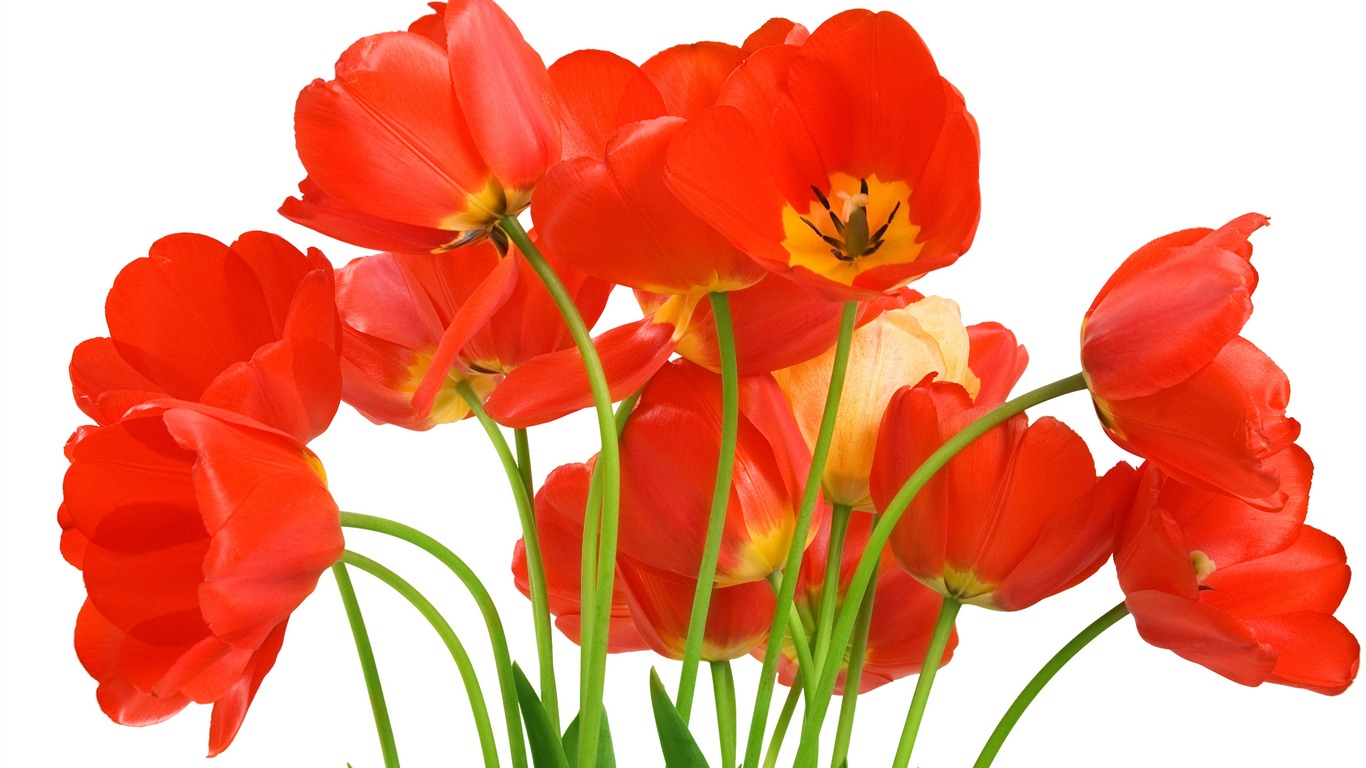 Large tulip wallpaper (4) #11 - 1366x768